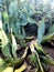 Sonoran Desert Prickly Pear Cactus Group  Tunnel Hole Formations  Plant Foliage Nature Native Desert Vegatation Nature