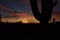 Sonoran Desert Sunset with Saguaro, Ocotillo and Cholla Cactus