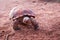 Sonoran Desert Tortoise Gopherus morafkai in Snow Canyon State Park, Utah, US. Threatened vulnerable species in Nature Red L