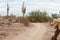 Sonoran desert walking/hiking path