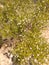 Sonoran Desert Wild CREOSOTE  Chaparral Bush Plant white Fuzzy Balls Pre Bloom Time Nature  Plant Foliage