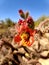 Sonoran Desert  wild Jumping Cholla Cactus  Red Flower Blossoms  Nature Sky Scene