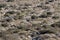 SONORAN ECOTONE ALLUVIAL SCRUB - SAN JACINTO MTNS - 010322 SO