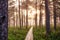 Soomaa National Park. Morning bog hiking trail. Estonian nature.