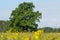 Soomaa National Park. Mulgi wooded meadow during summer