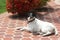 Sooth Fox Terrier male on the patio.