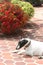 Sooth Fox Terrier male on the patio.