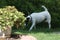 Sooth Fox Terrier male on the patio.