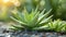 Soothing Aloe Vera Plant - Natural Beauty and Wellness Concept - Green and Healthy Lifestyle - High Quality Stock Photo.