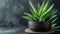 Soothing Aloe Vera Plant - Natural Beauty and Wellness Concept - Green and Healthy Lifestyle - High Quality Stock Photo.