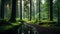 Soothing Forest Path With Dark Reflections - Serene And Calming Landscape