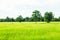 Soothing green rice field with trees and bright sky in background