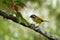 Sooty-capped Bush-tanager - Chlorospingus pileatus small passerine bird placed in Thraupidae, but closer to Arremonops