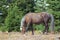 Sooty colored Wild Horse Palomino Stallion grazing in the Pryor Mountain Wild Horse range in Montana