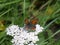 Sooty copper butterfly black grey orange in the meadow