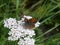 Sooty copper butterfly black grey orange in the meadow