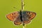 Sooty Copper butterfly - Lycaena tityrus