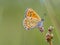 Sooty Copper Butterfly on rush