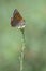 Sooty Copper, Lycaena tityrus