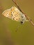 Sooty Copper , Lycaena tityrus, wildlife, butterfly, czech