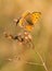 Sooty Copper , Lycaena tityrus, wildlife, butterfly, czech