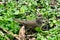 Sooty fox sparrow, Passerella iliaca, 10.