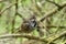 Sooty fox sparrow, Passerella iliaca, 3.