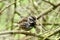 Sooty fox sparrow, Passerella iliaca, 7.