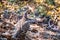 Sooty grouse Dendragapus fuliginosus female