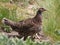 Sooty Grouse Standing in Grass