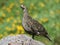 Sooty Grouse Standing on a Rock