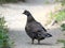 Sooty Grouse Walking on a Trail