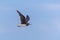 A Sooty Gull flies through the blue sky