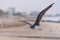 A Sooty Gull flies through the sky at the beach