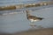 A Sooty Gull on Fujairah Beach