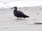 Sooty gull, Ichthyaetus hemprichii, on the coast at Mirbat Bay. Oman