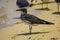 Sooty gull at Jeddah