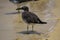 Sooty gull at Jeddah