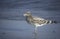 Sooty gull, Larus hemprichii