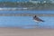 A Sooty Gull stands along the seashore
