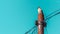 sooty headed bulbul bird perch on rusty power pole with blue color sky on background