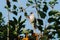 The Sooty-Headed Bulbul bird is perches on the tree