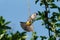The Sooty-Headed Bulbul bird is perches on the tree