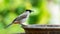 Sooty-headed Bulbul with mealworm in the beak perching on a clay bowl