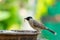 Sooty-headed Bulbul with mealworm in the beak perching on a clay bowl