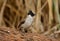 Sooty-headed Bulbul (Pycnonotus aurigaster)