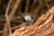 Sooty-headed Bulbul (Pycnonotus aurigaster)
