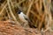 Sooty-headed Bulbul (Pycnonotus aurigaster)