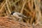 Sooty-headed Bulbul (Pycnonotus aurigaster)