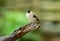 Sooty-headed Bulbul (Pycnonotus aurigaster)